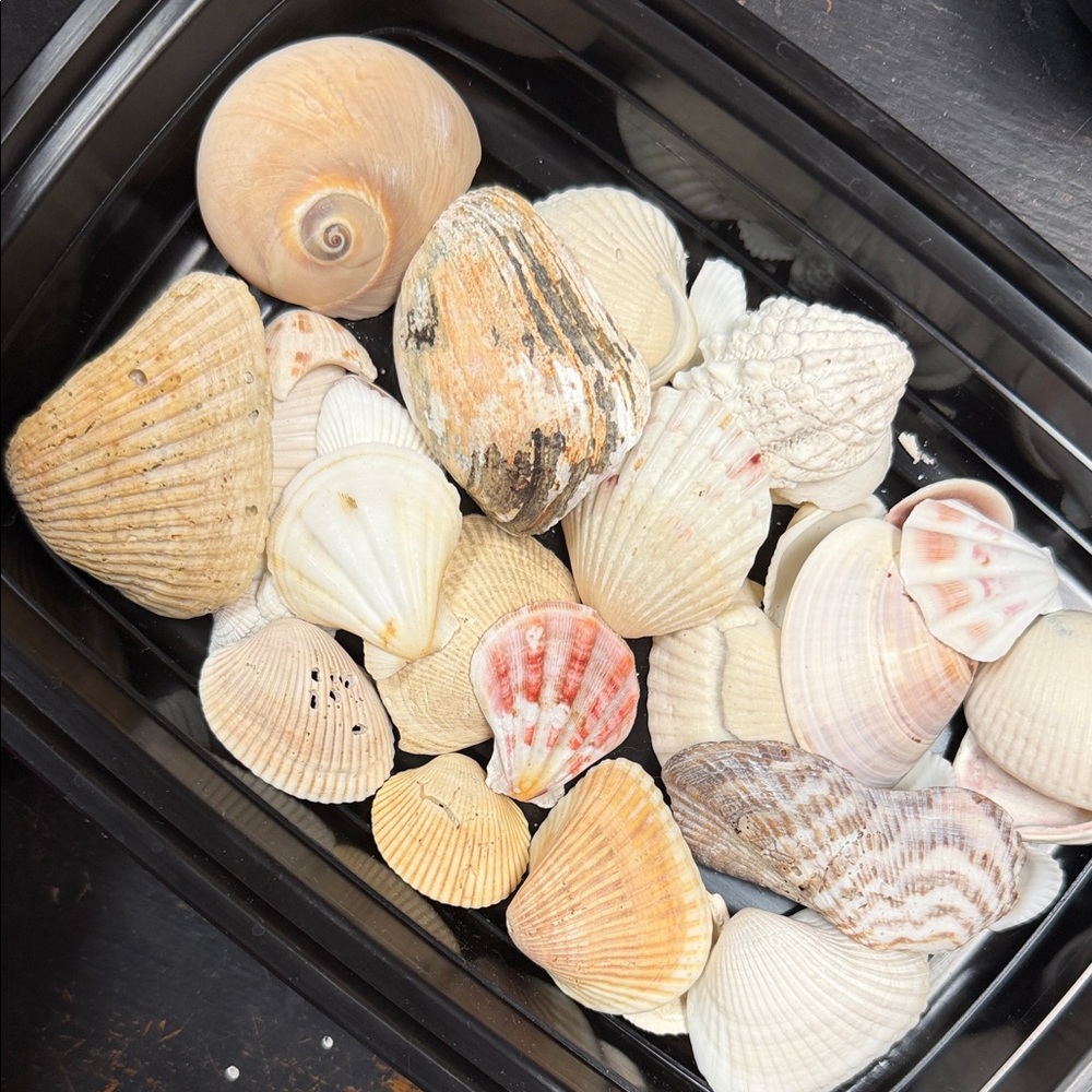 Mixed Natural Sea Shells Decorative Beach Collection - White, Cream, Tan, Pink